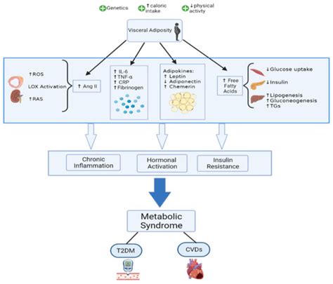 Ijms Free Full Text Metabolic Syndrome Updates On Pathophysiology