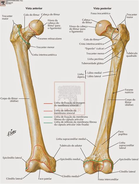 Membros Inferiores Junho 2014 Anatomy Bones Human Anatomy And