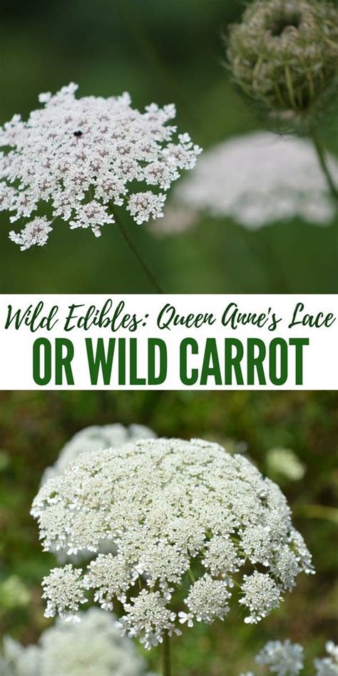 Wild Edibles Queen Annes Lace Or Wild Carrot Shtfpreparedness