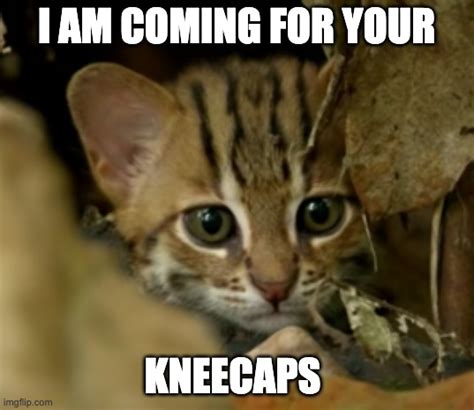 Worlds Smallest Cat Is Coming For Your Kneecaps Imgflip
