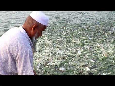 Fish || Amazing Fish Farming || Pan gas Fish Feeding in ...