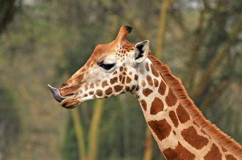 Giraffe family portrait with tongue out. In Search of Kenya's Elusive Leopard - G Adventures