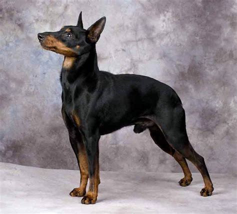 Toy Manchester Terrier Puppies Rescue Pictures Information