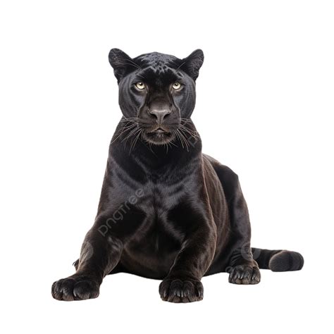 Black Panther Radiates Power And Confidence On Transparent Background