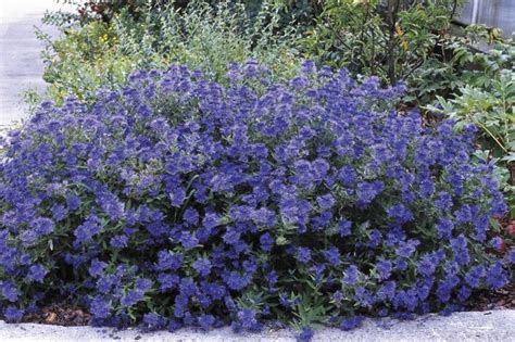 Blue Perennials For Zone 5b Bushes And Shrubs Garden Shrubs