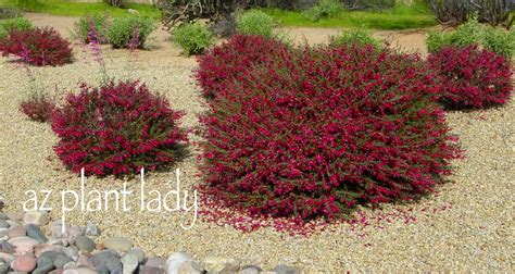 They bloom reliably in the spring, but what about. Valentine Bush Creates a Welcome Splash of Red in Winter ...
