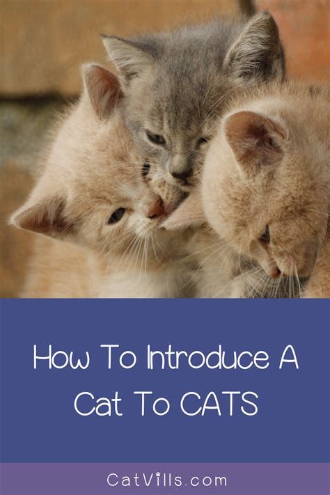 How To Introduce A Cat To A Dog And To Another Cat