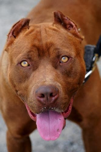 Timeline Photos Red Nose Pitbull Red Nose Pitbull Pit Dog Pitbull Dog