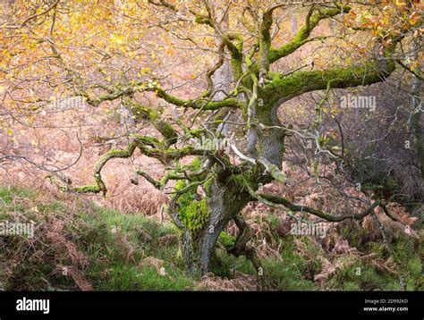 Twisted Ancient Oak Trees In A Woodland In Autumn Time With Golden