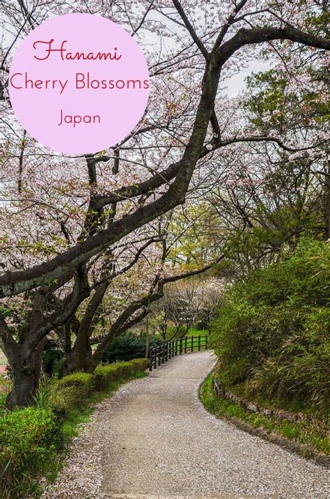 How To Hanami Cherry Blossom Viewing In Japan Reflections Enroute