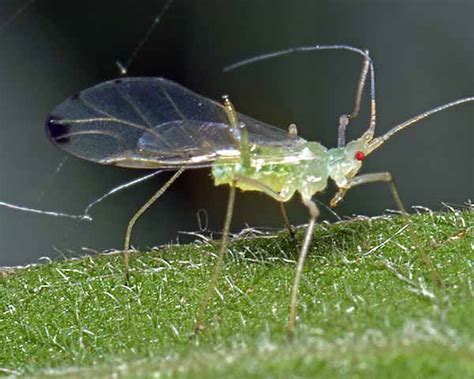 Drepanosiphum Maple And Sycamore Aphids Identification Images Ecology