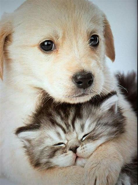 Pin By Teri Hunt On Cats And Dogs Living Together Cute Cats And Dogs