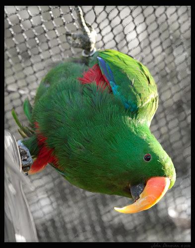 Eclectus Parrot Eclectus Parrot At Adelaide Zoo John Flickr