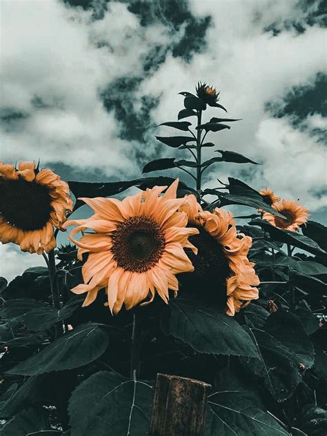 If you are a fan of aesthetic style, you can not skip this aesthetic photo editor. Aesthetic Sunflower - 1733x2311 Wallpaper - teahub.io
