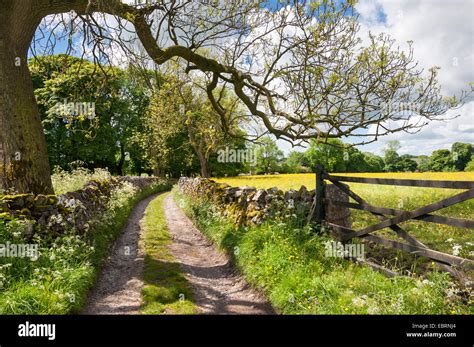 English Country Lane With Gate And Ash Tree On A Beautifully Sunny