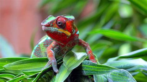 Animal Chameleon Forest Hd Wallpapers Wallpaper Cave