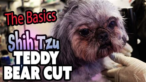 Shih Tzu Grooming Teddy Bear Cut 👉the Basics Youtube