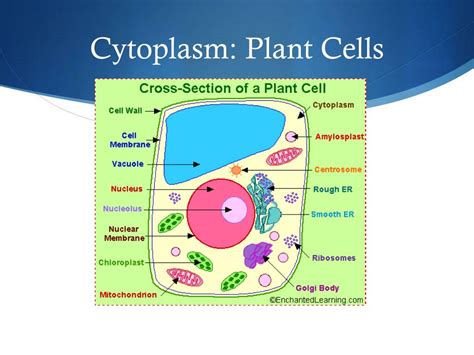 Cytoplasm Plant Cell Diagram