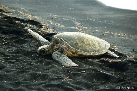 Turtle Behavior And Life History