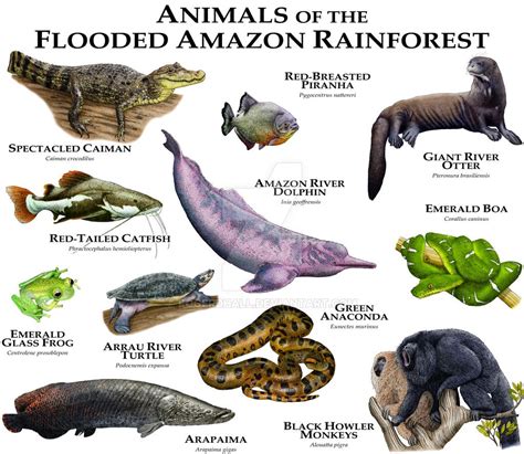 Amazon Rainforest Animals List And Pictures Rainforest Animal