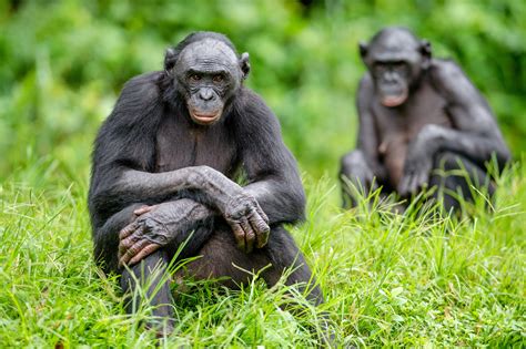 Bonobo Pan Paniscus Chimpanzé Pigmeu Biologia Infoescola