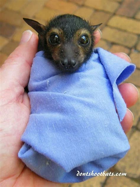 Spectacled Flying Fox Cute Bat Cute Baby Animals Animals Beautiful