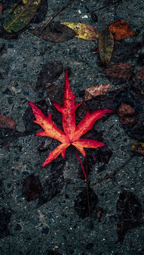 Download Samsung Galaxy S7 Edge Red Autumn Leaf Wallpaper