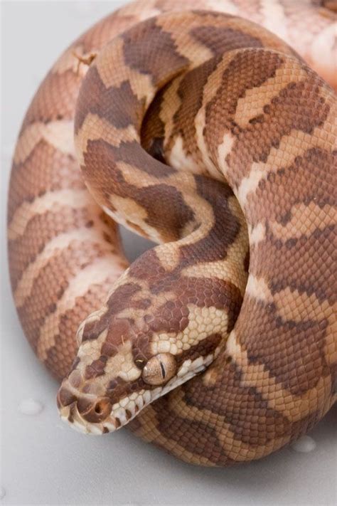 Carpets Python And Animals On Pinterest