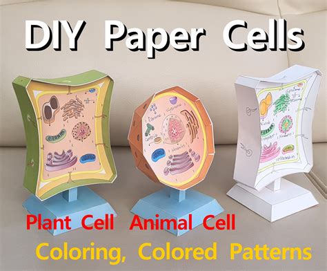 Diy 3d Paper Cell Models 3d Paper Animal Cell Paper Plant Etsy Uk