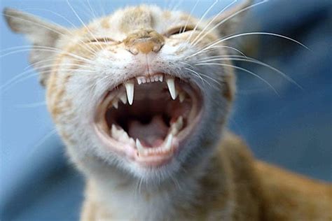 44 Hq Photos Do Kittens Lose Teeth At 6 Months What You Should Know