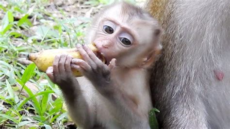 Pin By Tube Bbc On Monkey Eating Food New Baby Products Baby Monkey