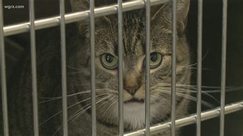 Many older people will still tell you a cat should at least go through heat before having the surgery. SPCA to reduce adoption fees for cats one year of age and ...
