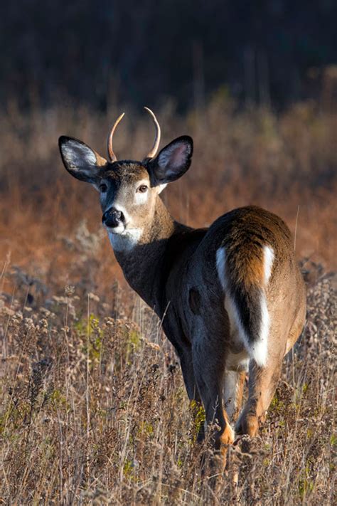 What Is A Spike Buck Answered With Photos World Deer