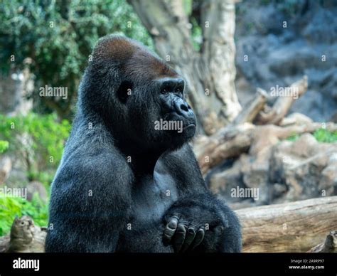 Western Lowland Gorilla Zoo Hi Res Stock Photography And Images Alamy