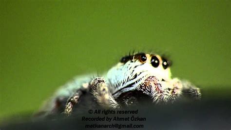 A Shy Jumping Spider Youtube