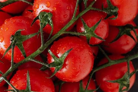 How To Grow Campari Tomatoes From Scratch A Complete Guide