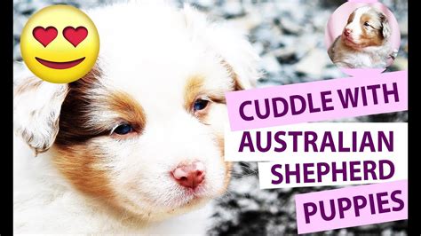 45 Do Australian Shepherds Like To Cuddle L2sanpiero