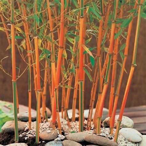 50 Red Fountain Bamboo Seeds Privacy Plant Garden Clumping Etsy