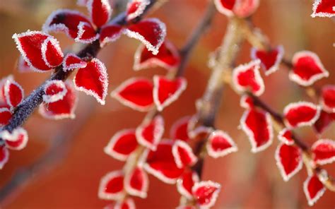 Wallpaper Leaves Food Nature Red Branch Frost Blossom