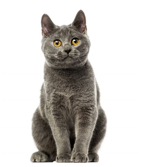Chartreux Cats Breed Information Omlet
