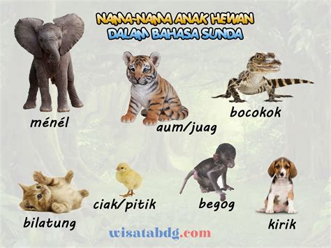 Mengenal Nama Nama Anak Hewan Dalam Bahasa Sunda