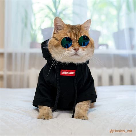 Pet Fashion Shirt Cat Cotton Vesthoodiehosico Same Style Lollimeow