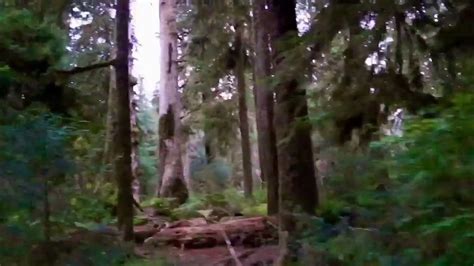 Daughter Catches Bigfoot In Hoh Rainforest In Olympic National Park