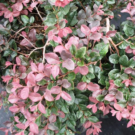 Loropetalum Chinense ‘ruby Kiefer Nursery Trees Shrubs Perennials