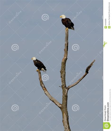 Pair Of Bald Eagles Stock Photo Image Of Dead Wild 64422830