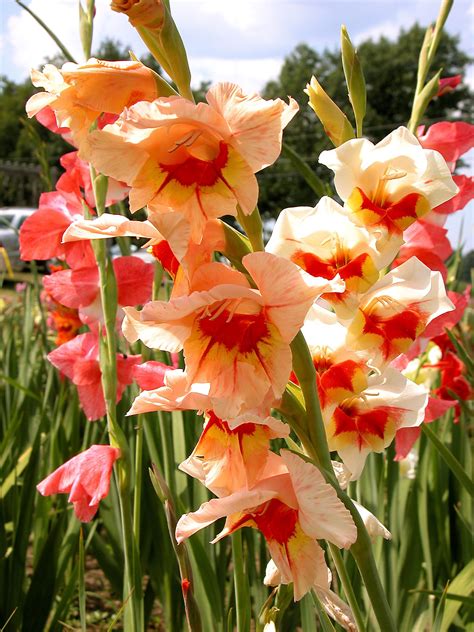 Use these flowers that attract hummingbirds to create an amazing hummingbird habitat in your backyard. Heat Loving Bulbs - Types Of Flower Bulbs For Hot Climates