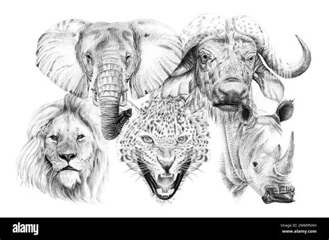 Big African Five Animal Hand Drawn Illustration Collection Of Hand