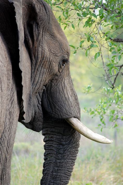 Fotos Gratis Fauna Silvestre Mamífero De Cerca Elefante Indio