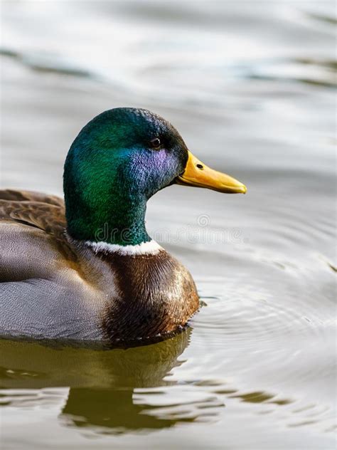 Mallard Duck Anas Platyrhynchos Taken In England Stock Image Image