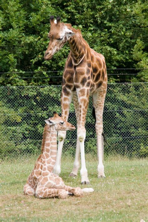 Giraffe Marwell Wildlife Zoochat